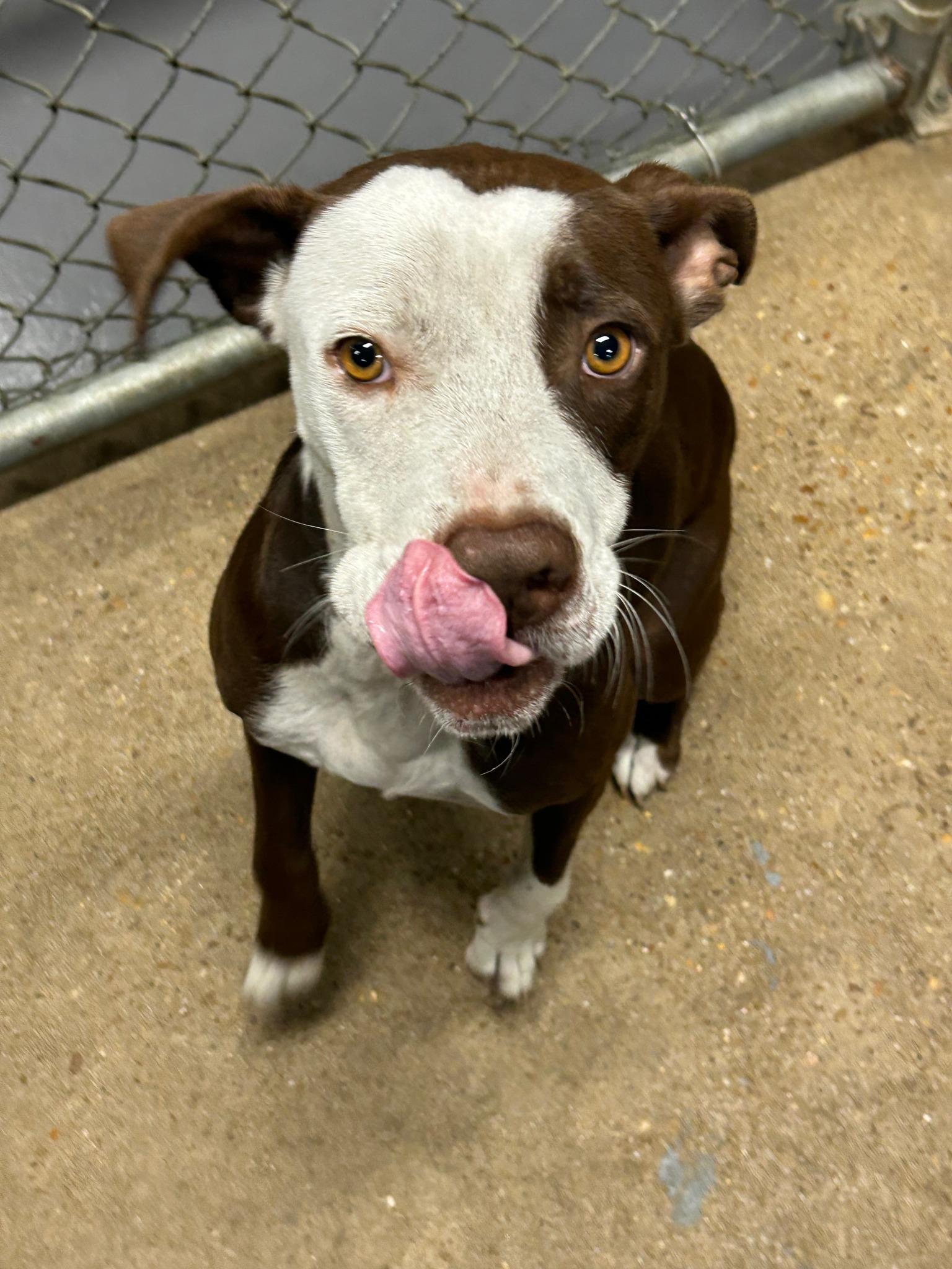 Hayden, Adoptable, Adult Male American Staffordshire Terrier.