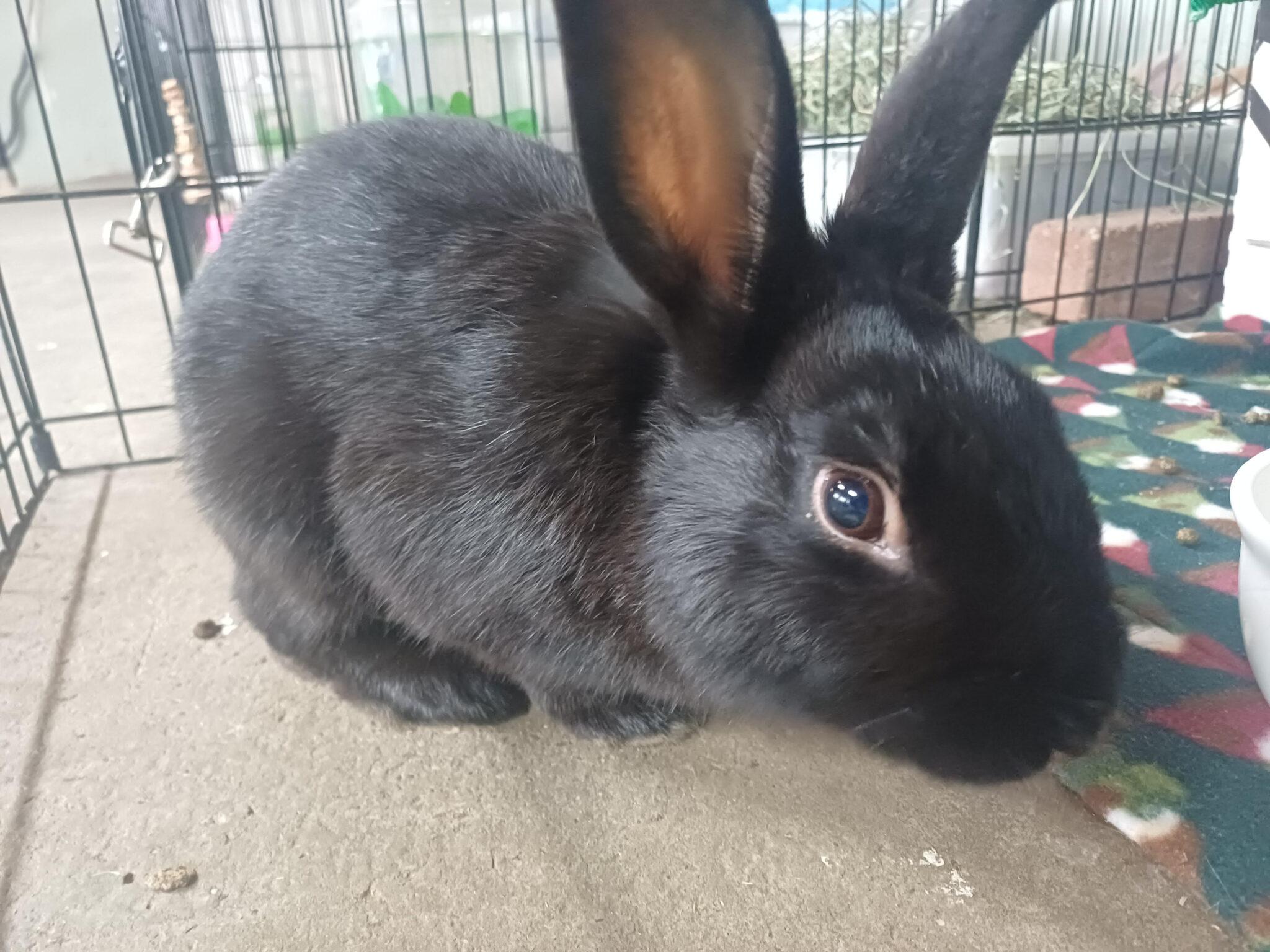 Romeo (PEN 11), ADOPTABLE, Young Male Bunny Rabbit.