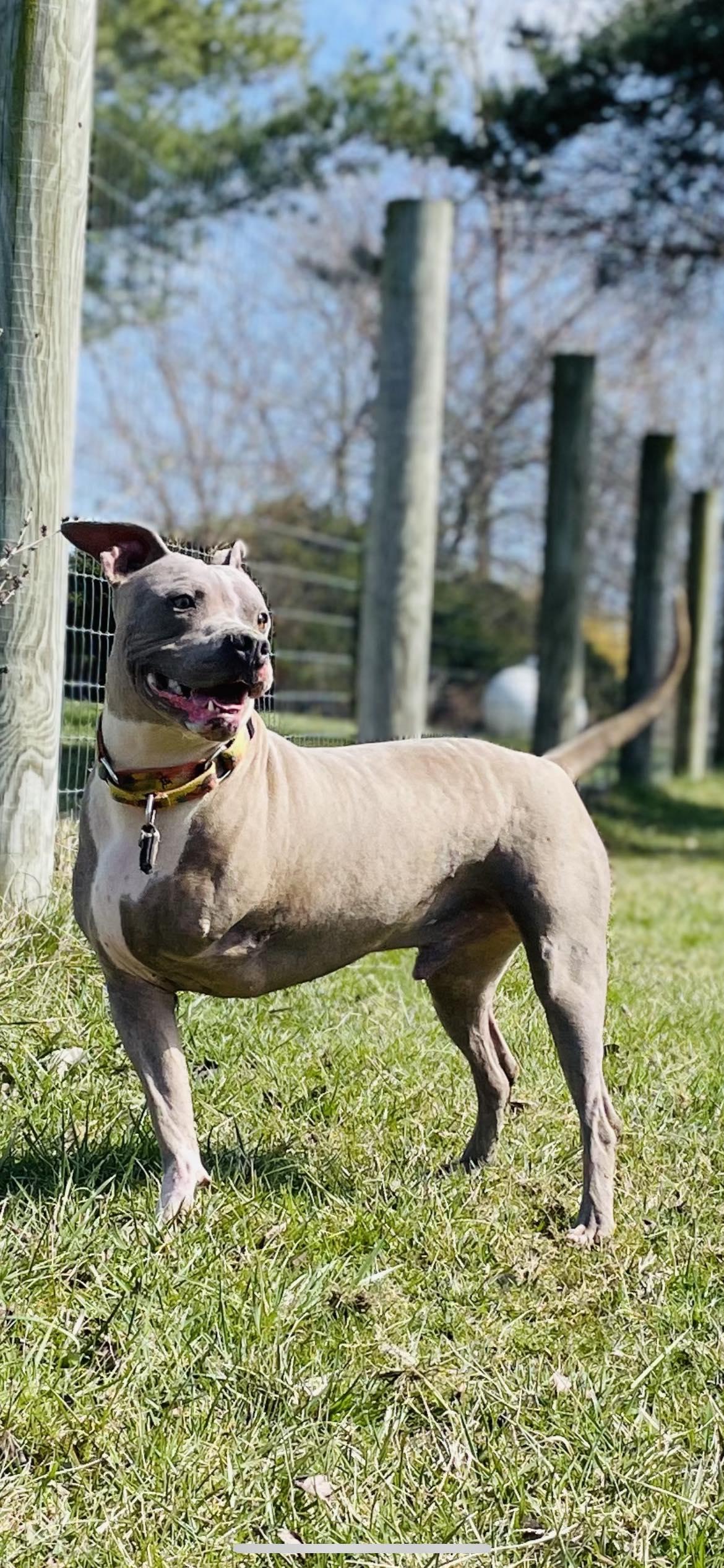 Enlarge Champ, a Adoptable Mixed Breed in Plain City, OH image 1/6