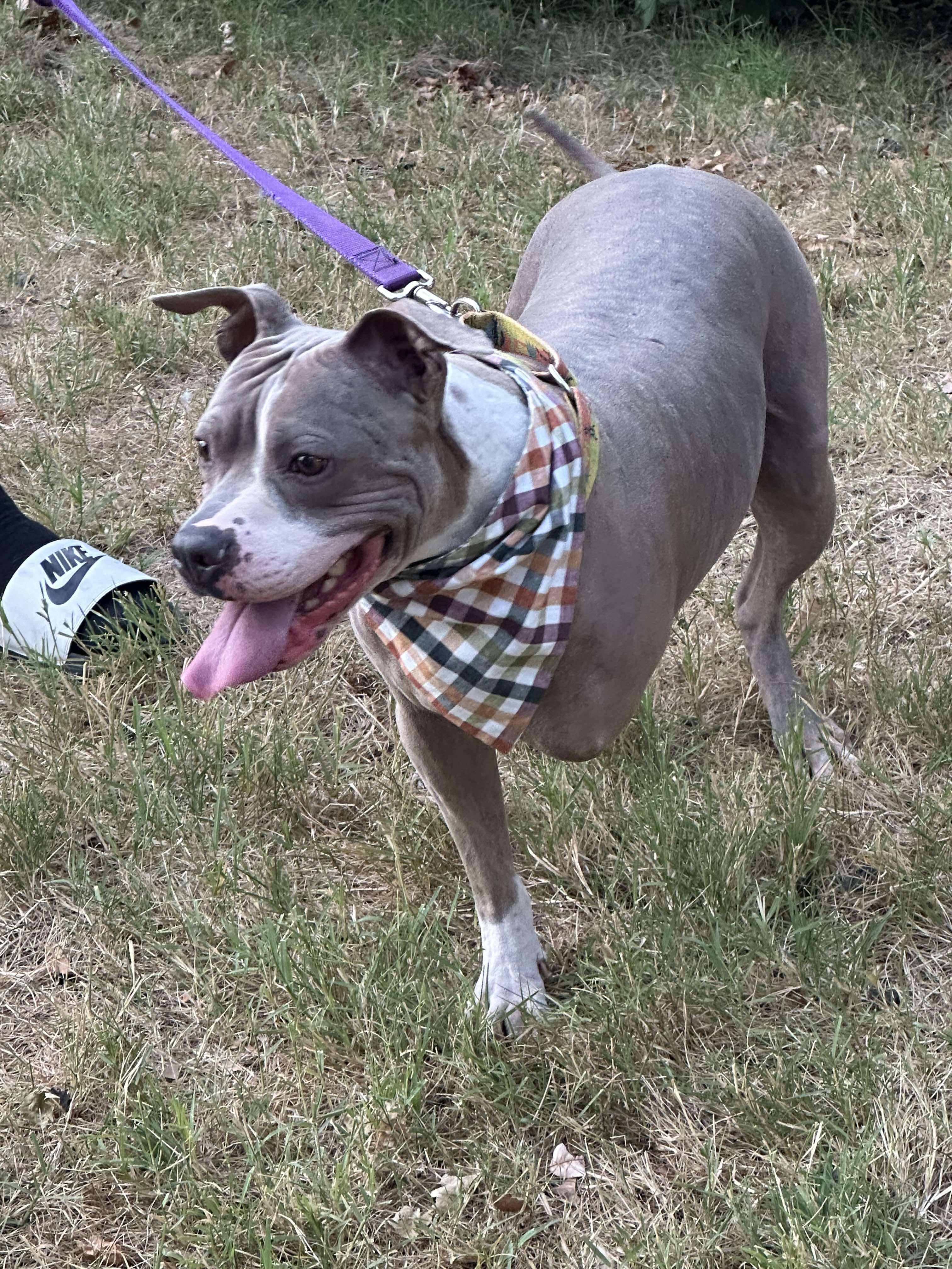 Champ, Adoptable, Adult Male Mixed Breed.