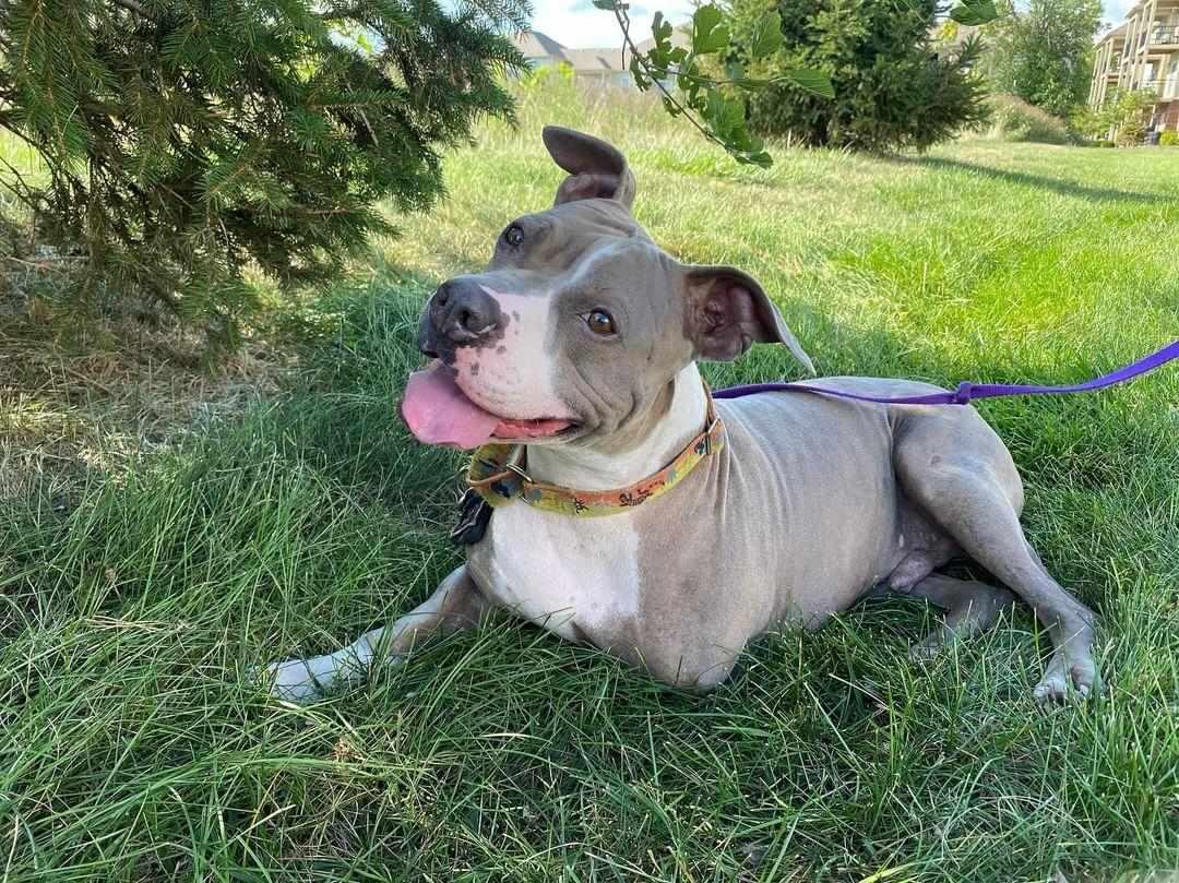 Enlarge Champ, a Adoptable Mixed Breed in Plain City, OH image 2/6