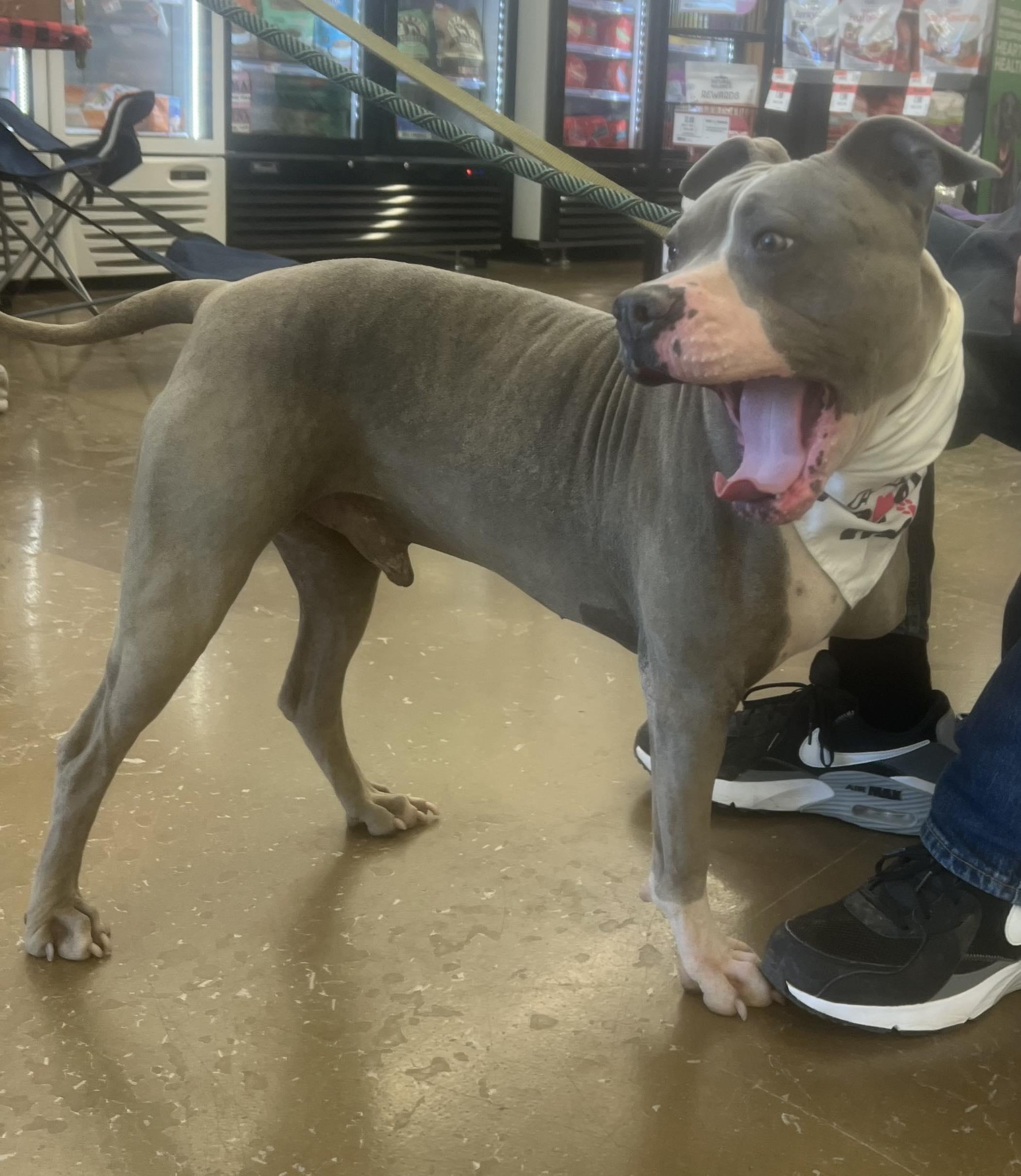 Enlarge Champ, a Adoptable Mixed Breed in Plain City, OH image 4/6