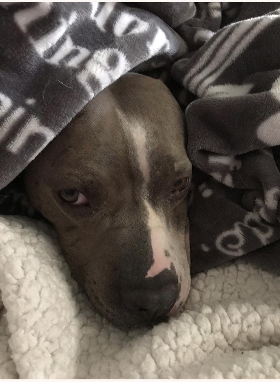 Enlarge Champ, a Adoptable Mixed Breed in Plain City, OH image 5/6