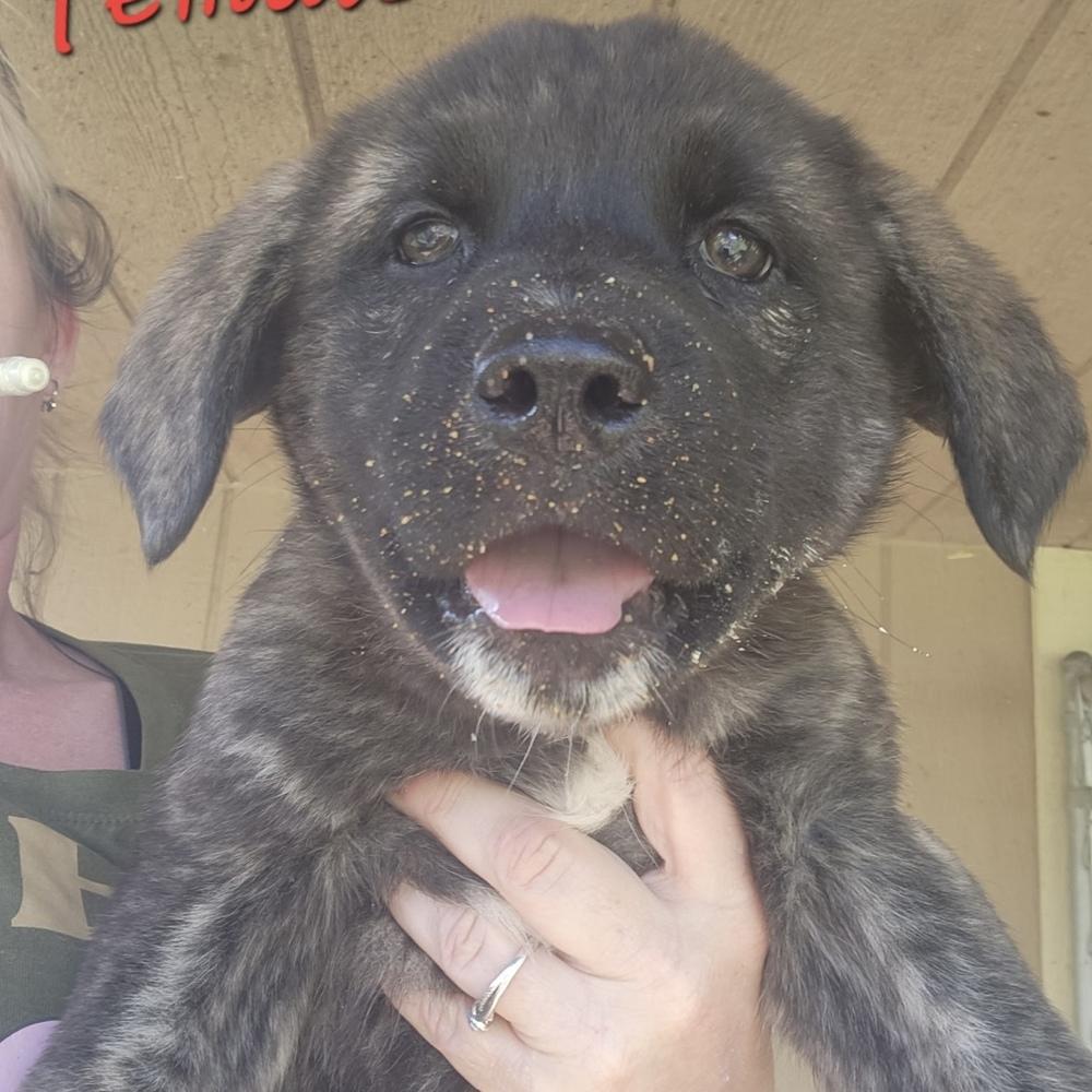 AAD Upcoming Arrival! Flower - 26074, Adoptable, Puppy Female Shepherd & Great Pyrenees.
