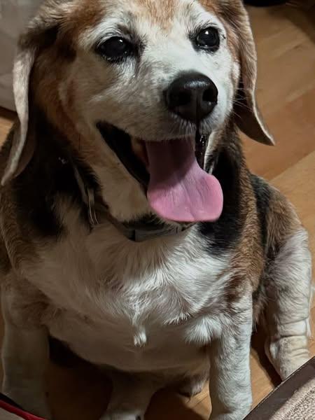 Bucky, Senior Male unknown