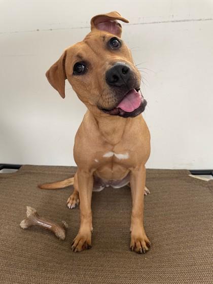 Quinn, ADOPTABLE, Adult Female Mixed Breed.