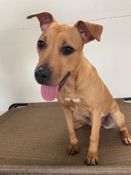 Enlarge Quinn, a ADOPTABLE Mixed Breed in South Bend, IN image 3/3