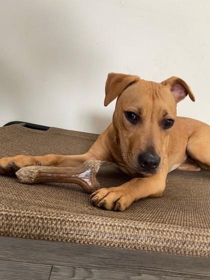 Enlarge Quinn, a ADOPTABLE Mixed Breed in South Bend, IN image 2/3