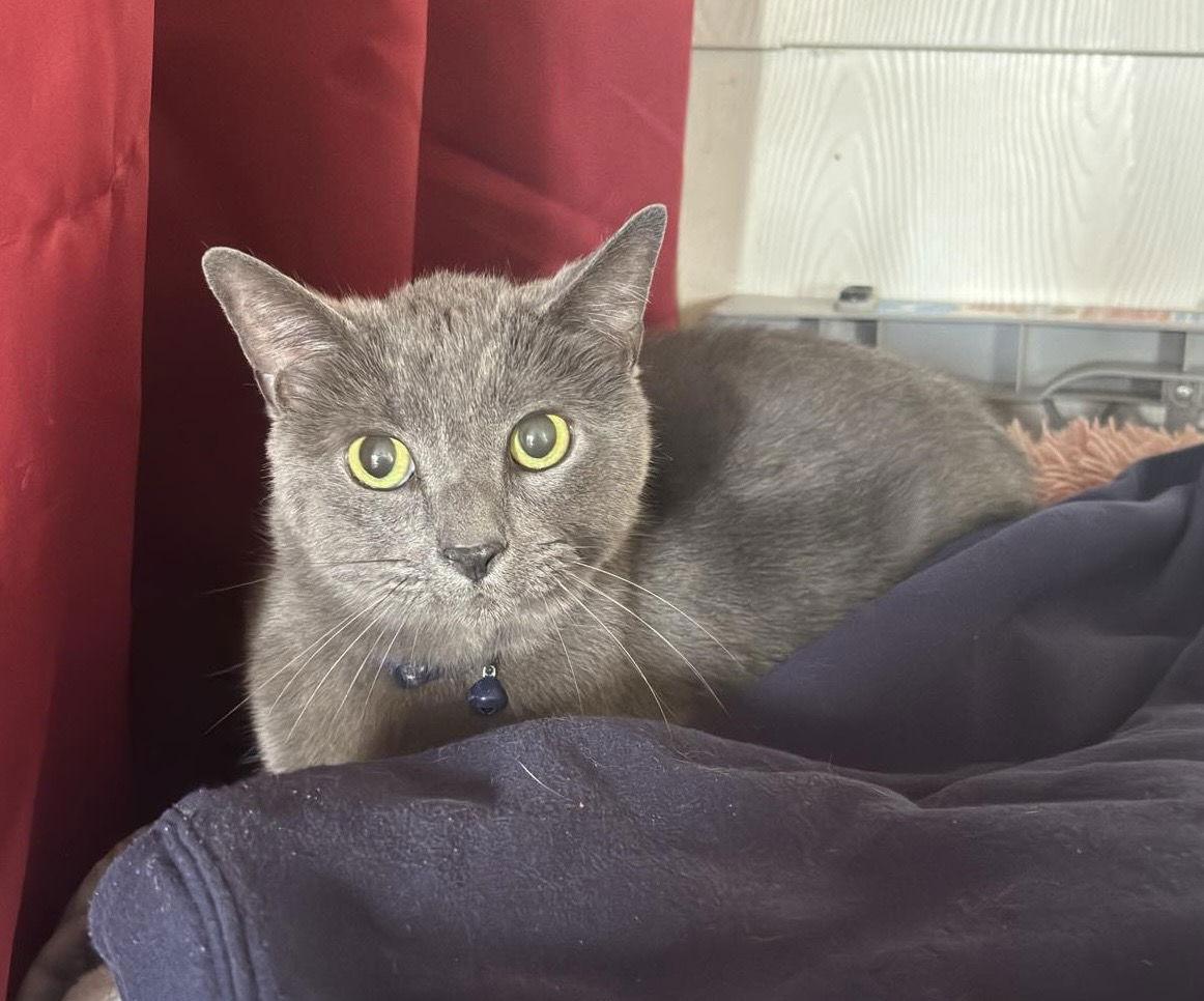 Rovee, Adopted, Adult Male Russian Blue.