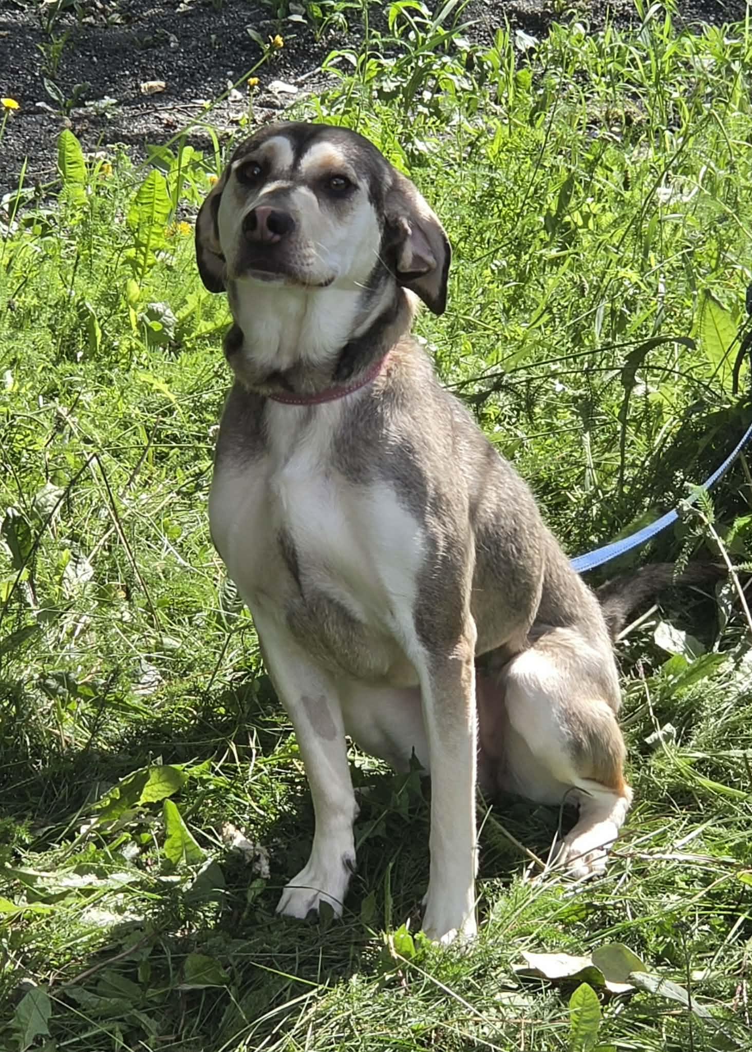 Cocobean, Adopted, Adult Female Hound.