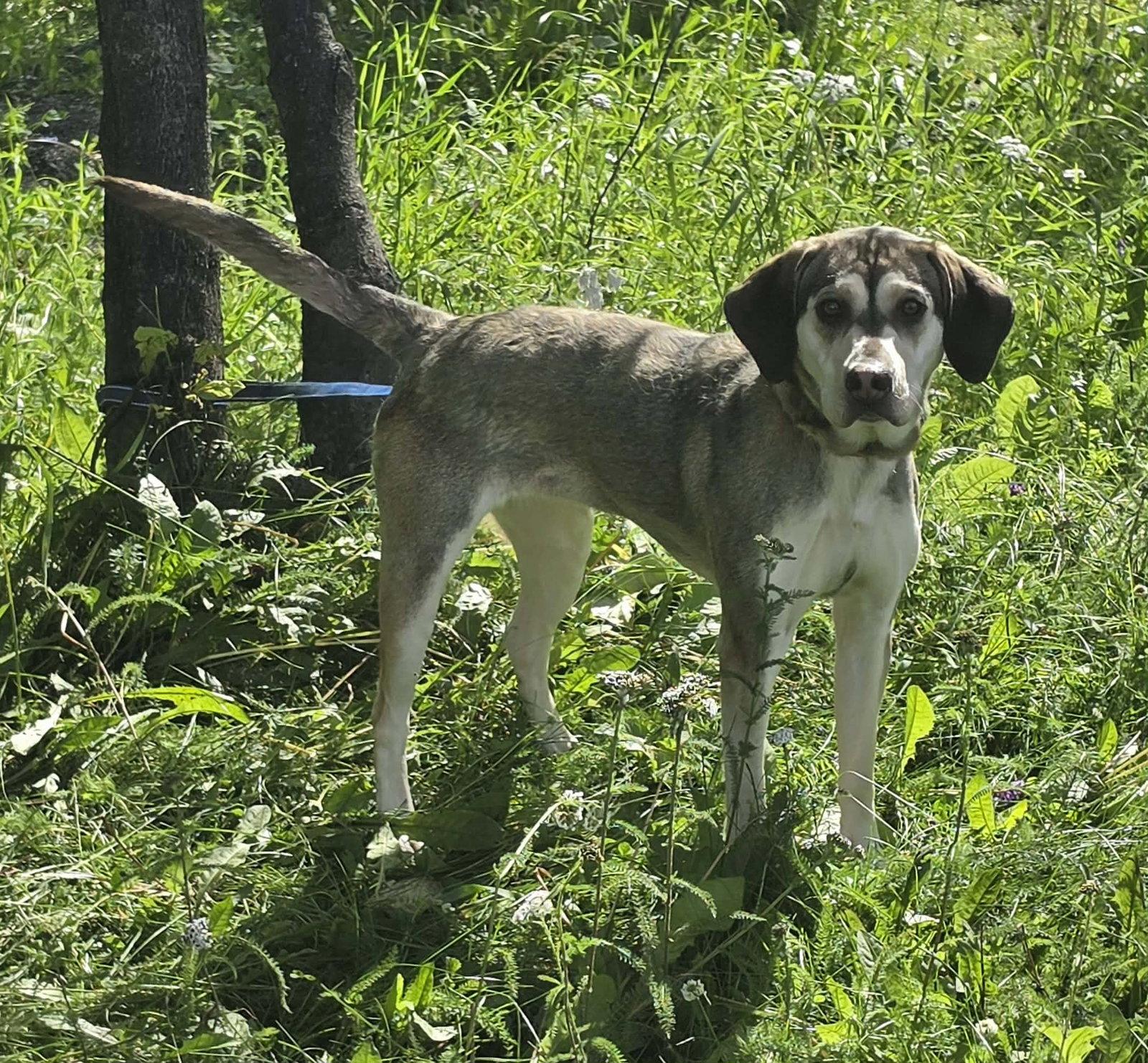 Enlarge Cocobean, a Adopted Hound in Anchorage, AK image 2/2