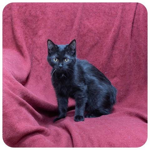 Latika, a Adoptable Domestic Short Hair in Utica, MI image 1/2