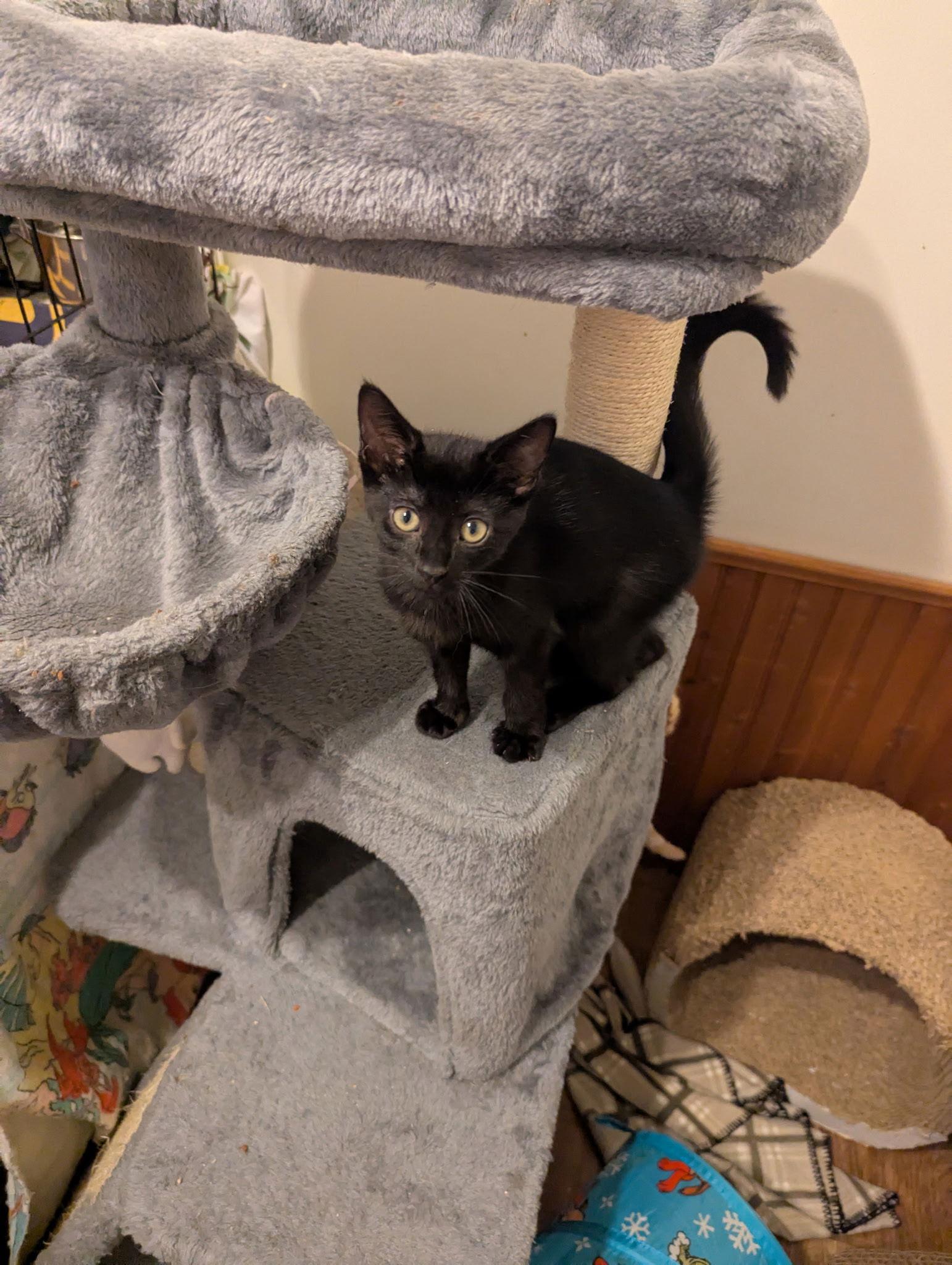 Latika, a Adoptable Domestic Short Hair in Utica, MI image 2/2