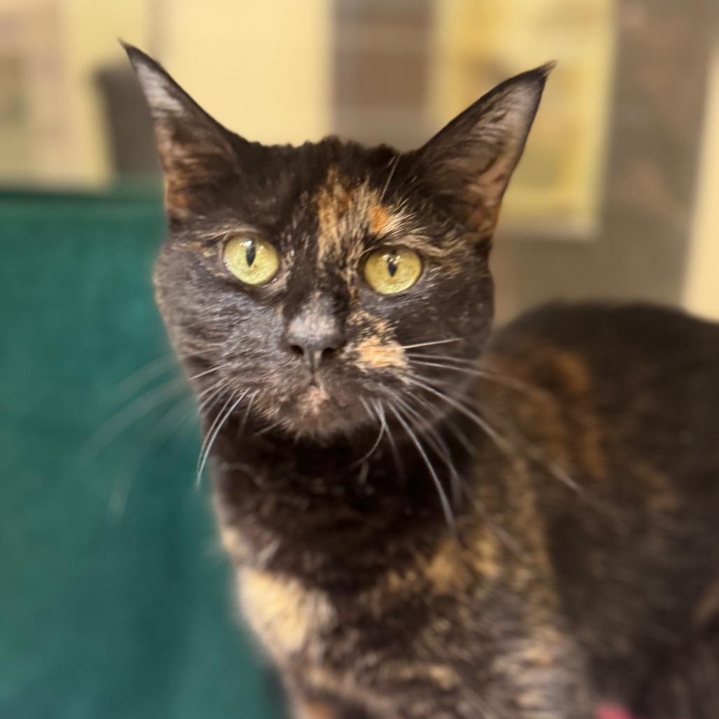 Harlan, Adoptable, Senior Female Domestic Short Hair.