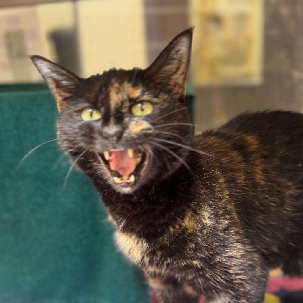 Enlarge Harlan, a Adoptable Domestic Short Hair in York, PA image 2/2