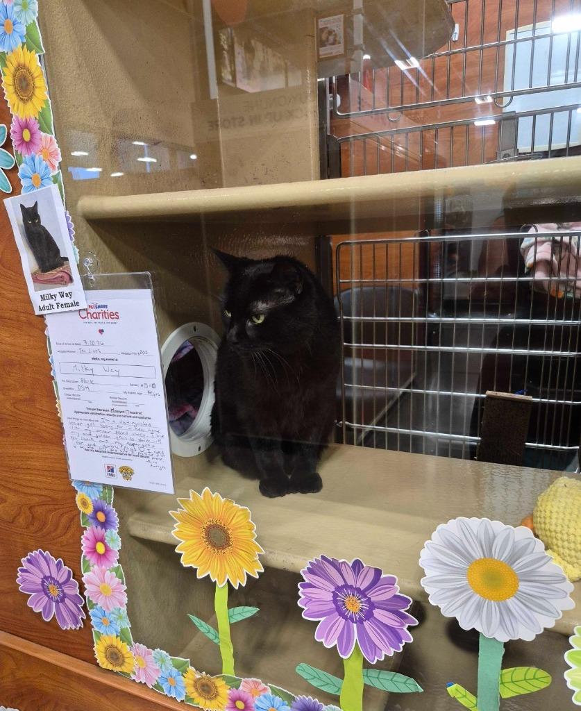 Milky Way, Adoptable, Senior Female Domestic Short Hair.
