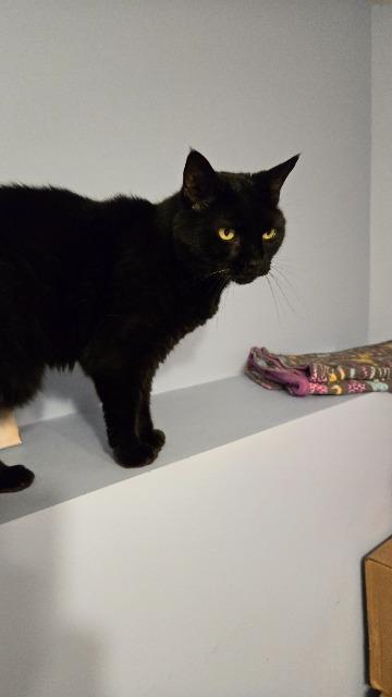 Milky Way, Adoptable, Senior Female Domestic Short Hair.