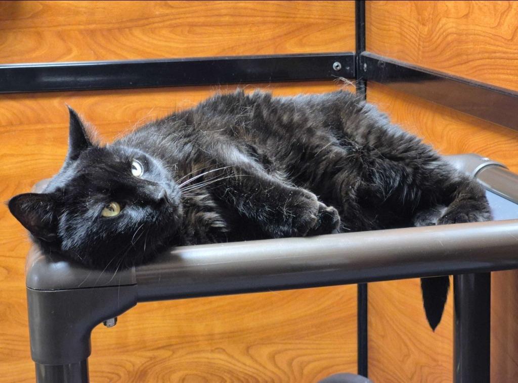 Milky Way, a Adoptable mixed breed in Pawtucket, RI image 3/6