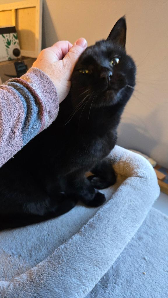 Milky Way, a Adoptable mixed breed in Pawtucket, RI image 2/4