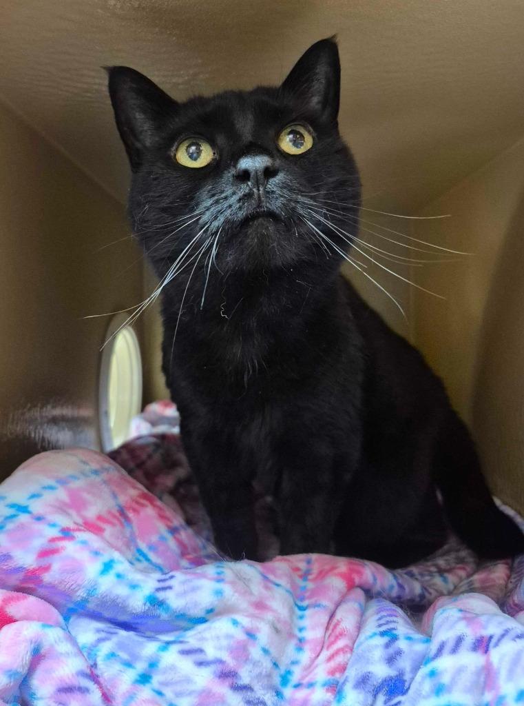 Milky Way, a Adoptable mixed breed in Pawtucket, RI image 5/6