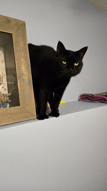 Milky Way, a Adoptable mixed breed in Pawtucket, RI image 3/4