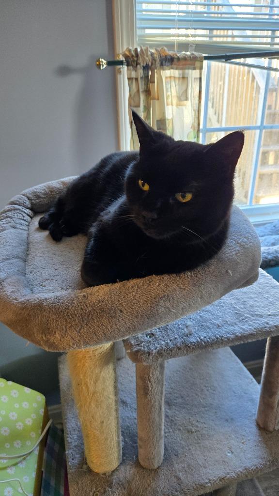 Milky Way, a Adoptable mixed breed in Pawtucket, RI image 4/4