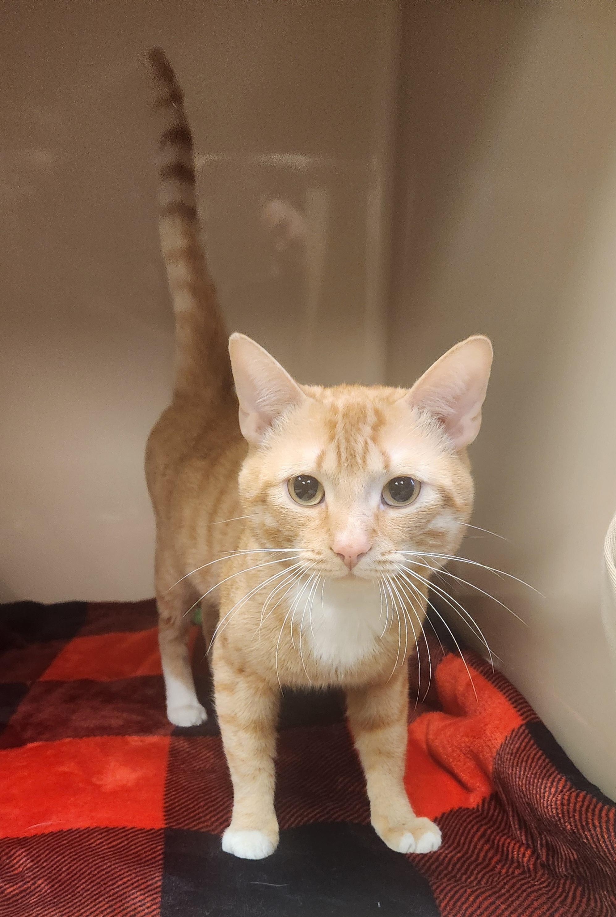 Limerick , ADOPTABLE, Young Male Domestic Short Hair.