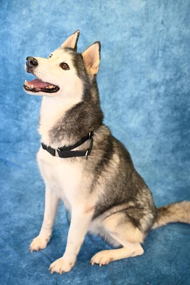 Everest — thumbnail 5