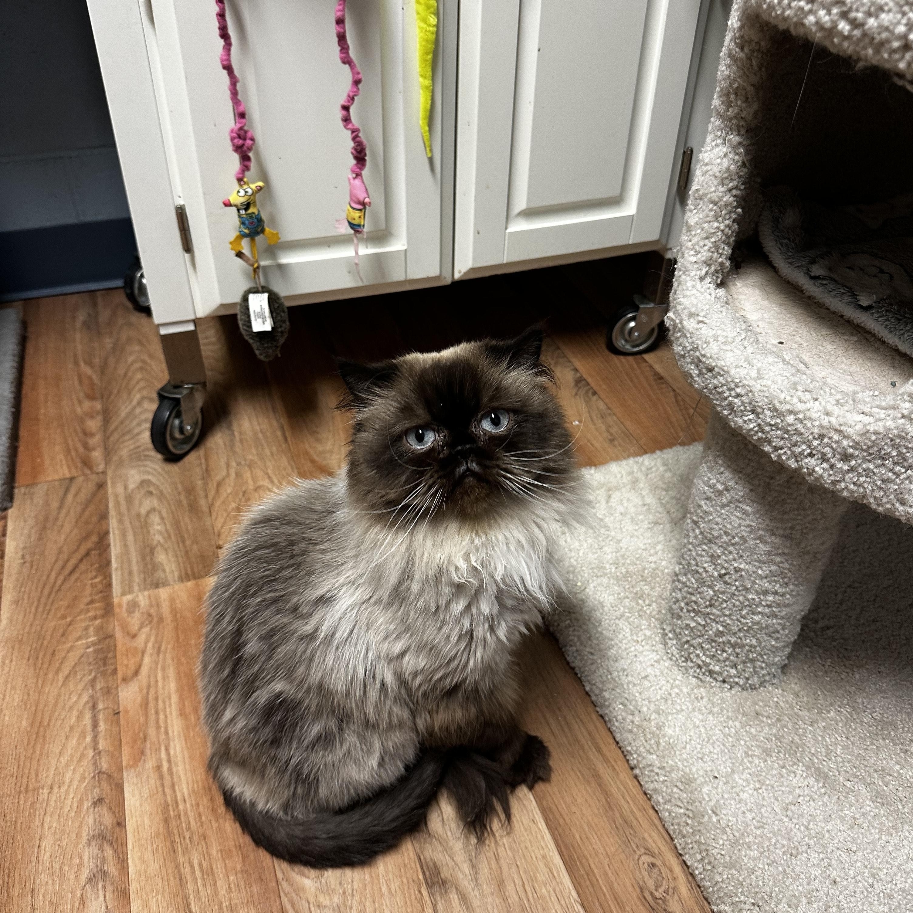 Chocolate thumbnail 2