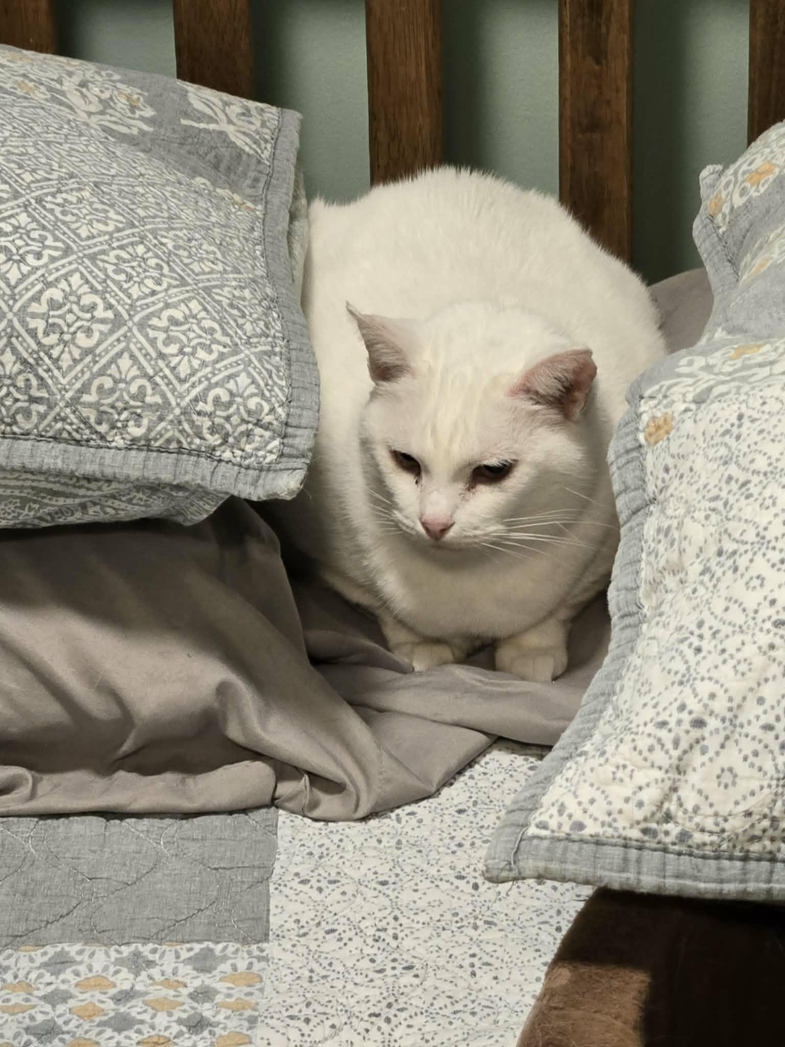 Enlarge Apoleia, a ADOPTABLE Domestic Short Hair in Overland Park, KS image 4/5