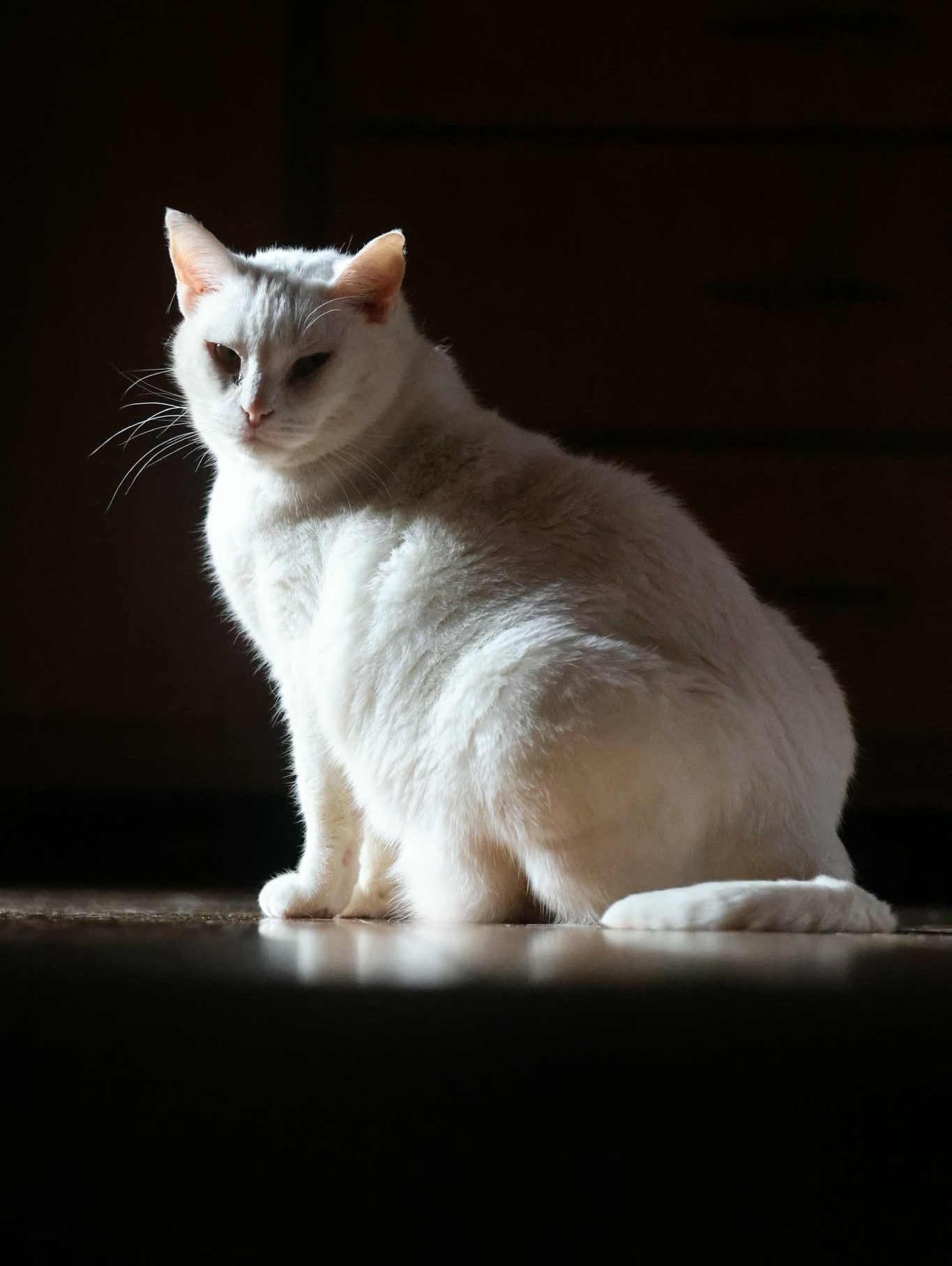 Enlarge Apoleia, a ADOPTABLE Domestic Short Hair in Overland Park, KS image 1/5