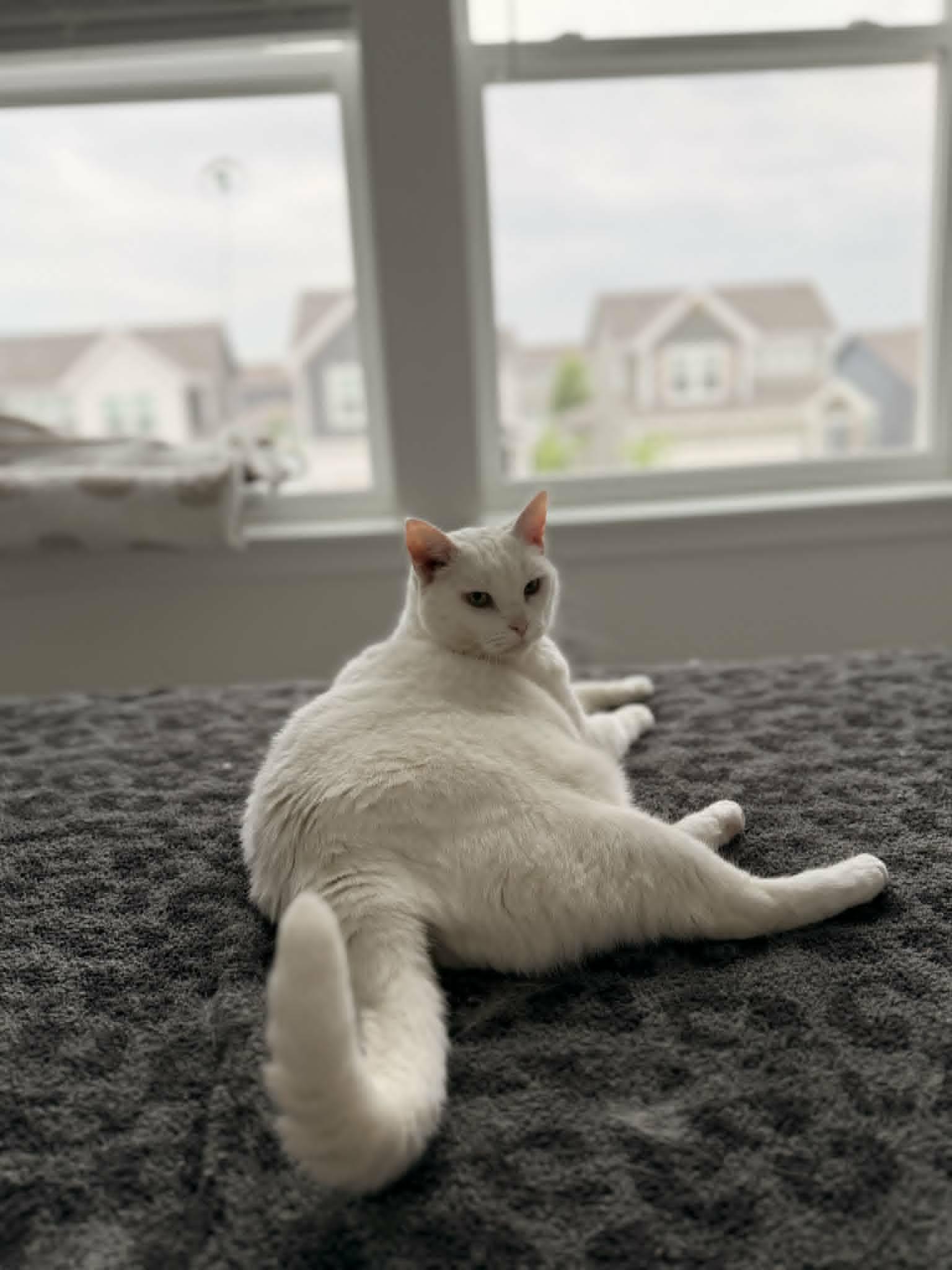 Enlarge Apoleia, a ADOPTABLE Domestic Short Hair in Overland Park, KS image 6/6