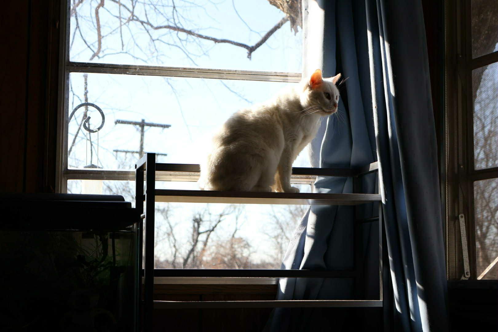 Enlarge Apoleia, a ADOPTABLE Domestic Short Hair in Overland Park, KS image 3/5