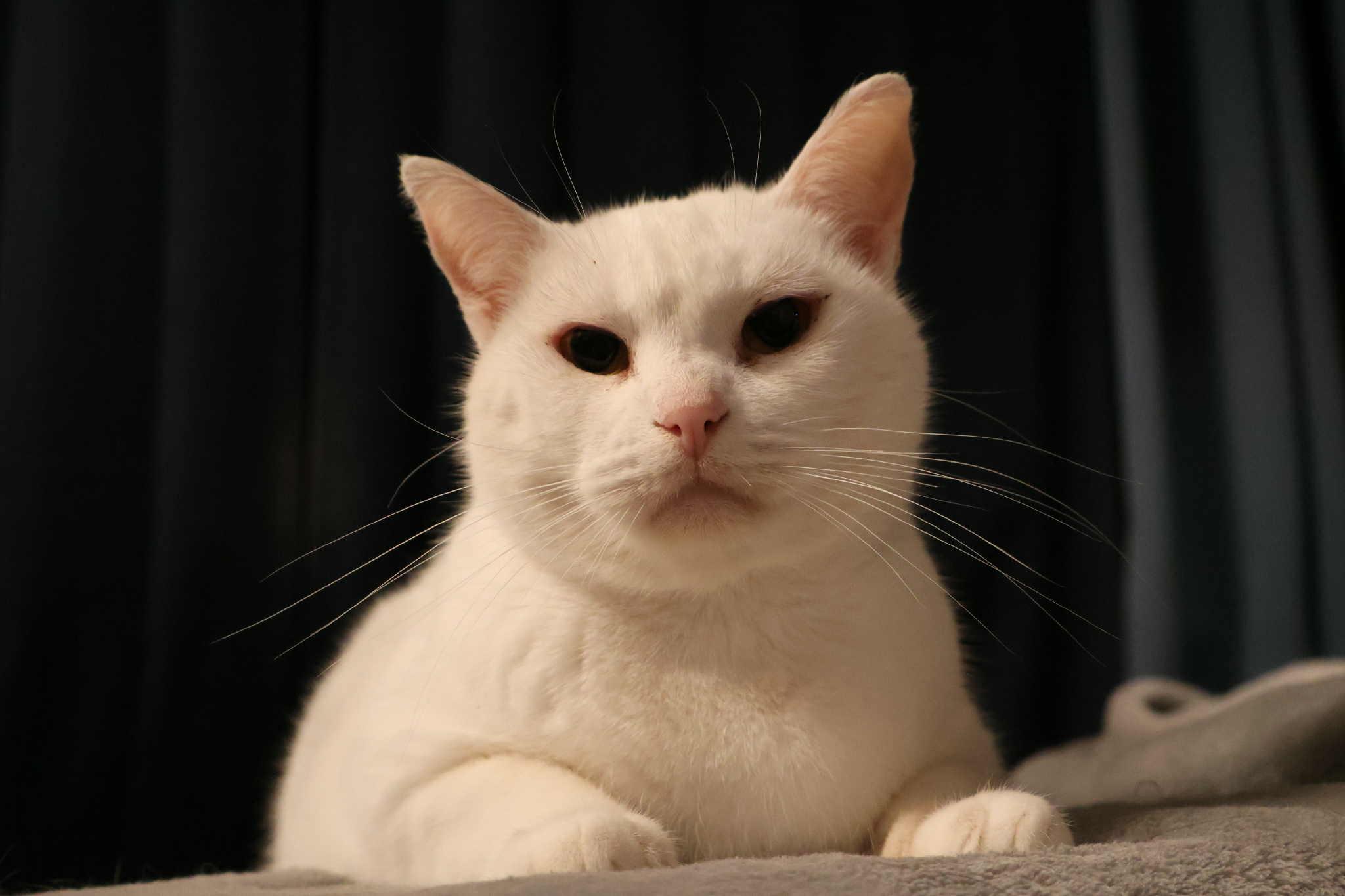 Enlarge Apoleia, a ADOPTABLE Domestic Short Hair in Overland Park, KS image 2/5