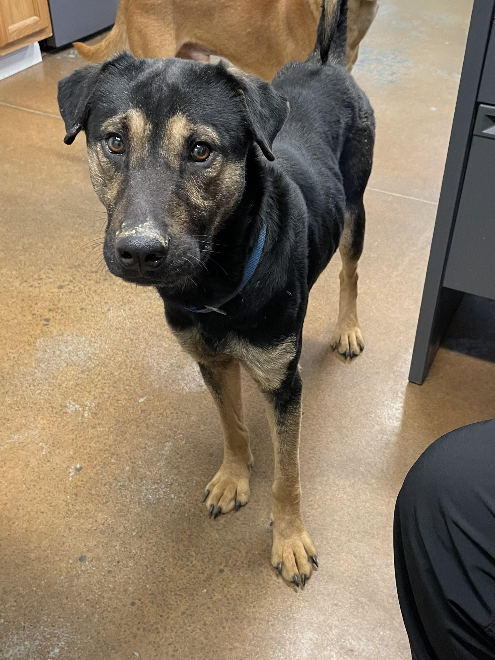 Curly, ADOPTABLE, Young Male German Shepherd Dog.