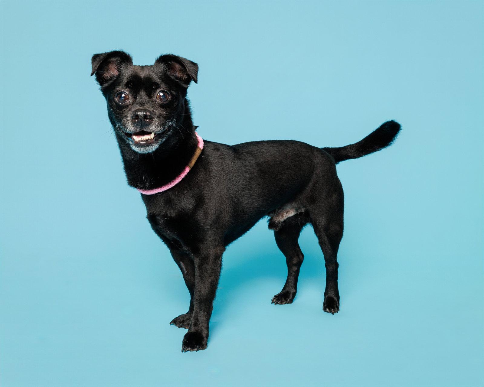 Enlarge Salem, a Adoptable Mixed Breed in Durham, NC image 1/1
