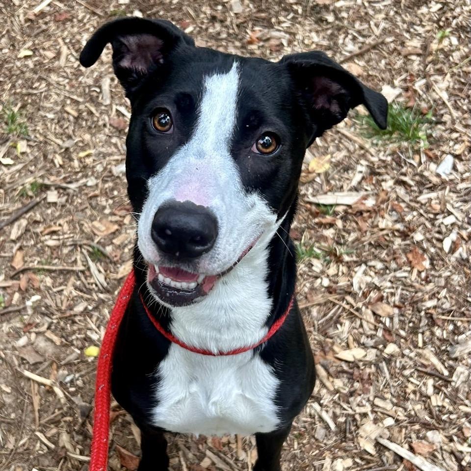 Strawberry, Adoptable, Adult Female Labrador Retriever.