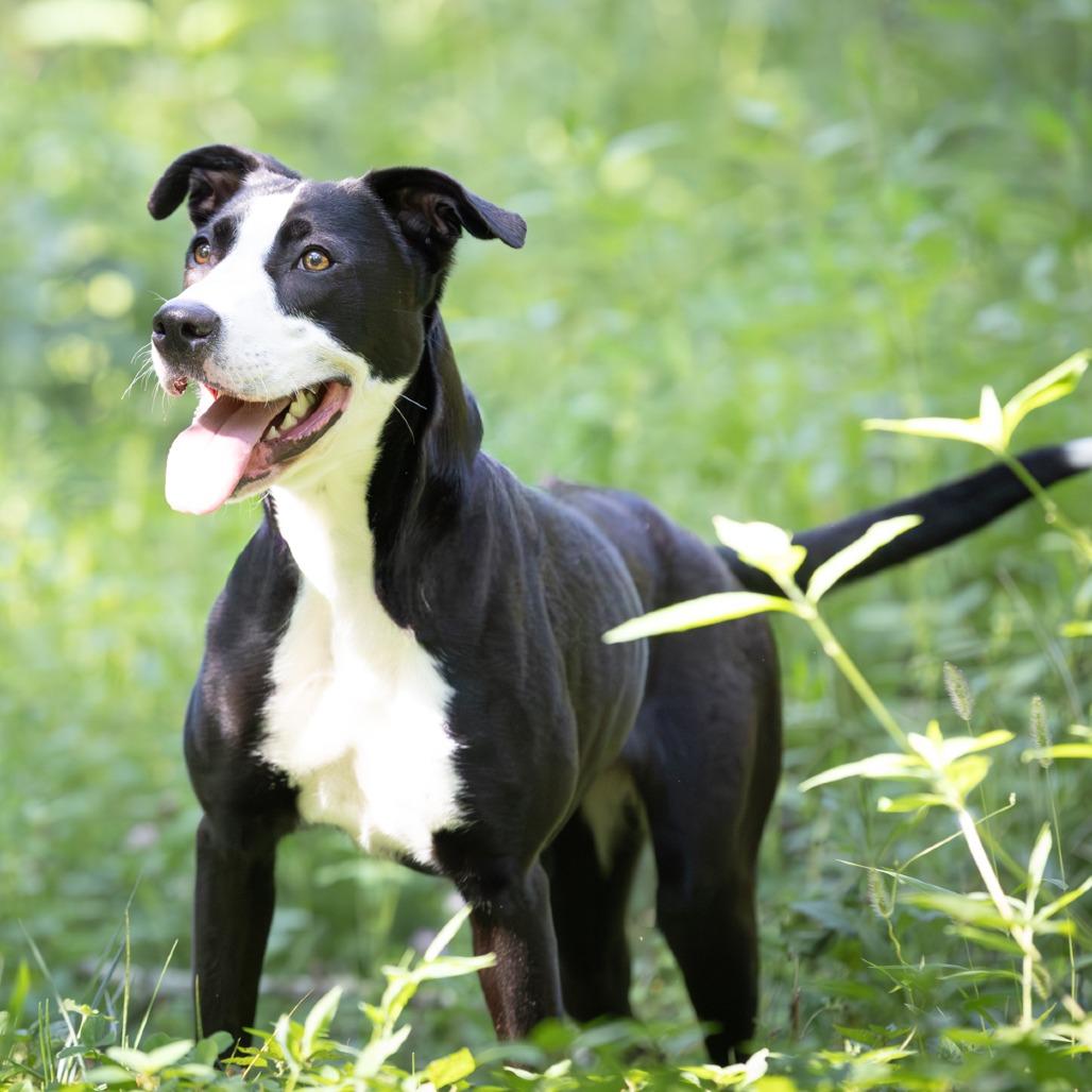 Enlarge Strawberry, a Adoptable mixed breed in Chattanooga, TN image 2/6