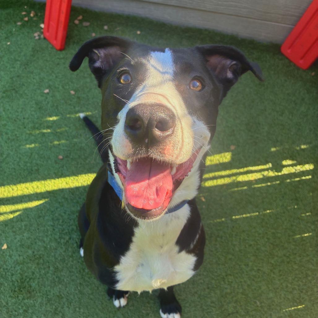 Strawberry, a Adoptable Labrador Retriever in Chattanooga, TN image 3/5