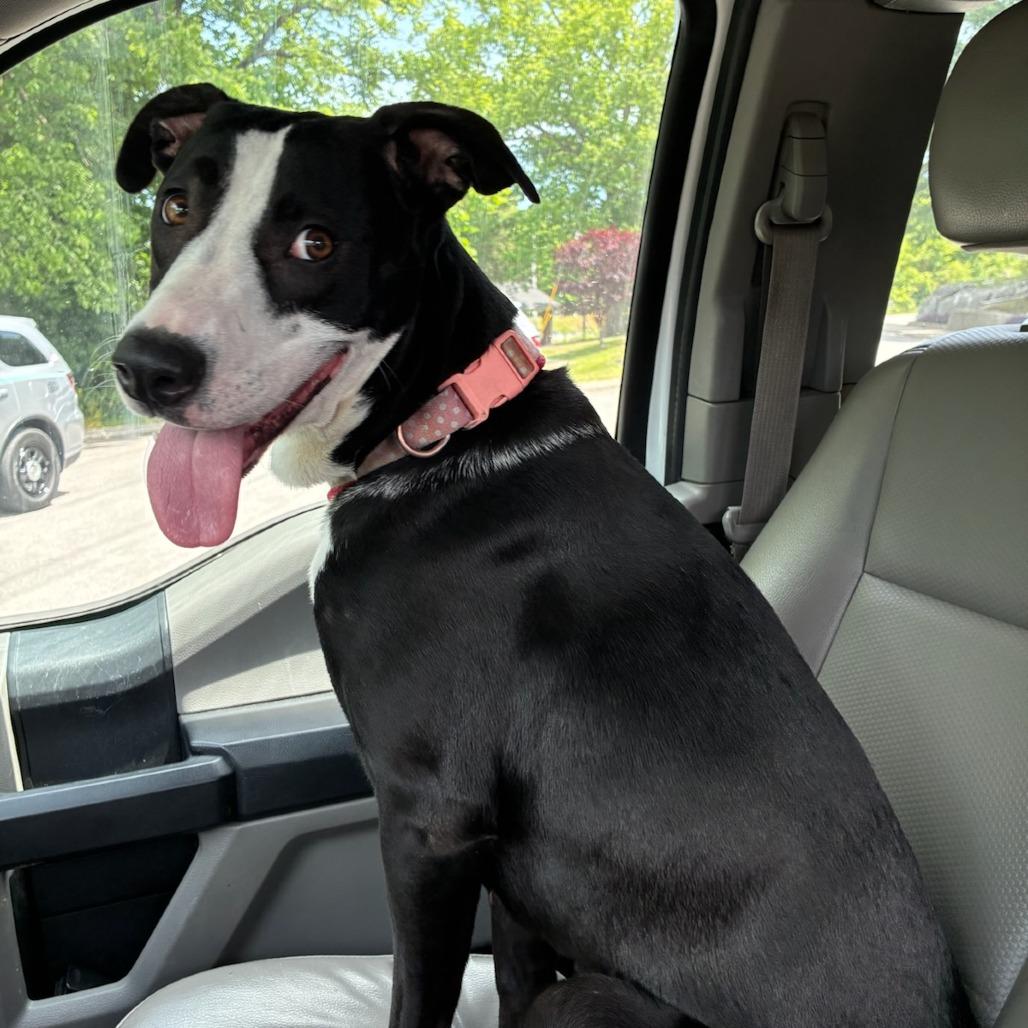 Strawberry, a Adoptable Labrador Retriever in Chattanooga, TN image 4/5