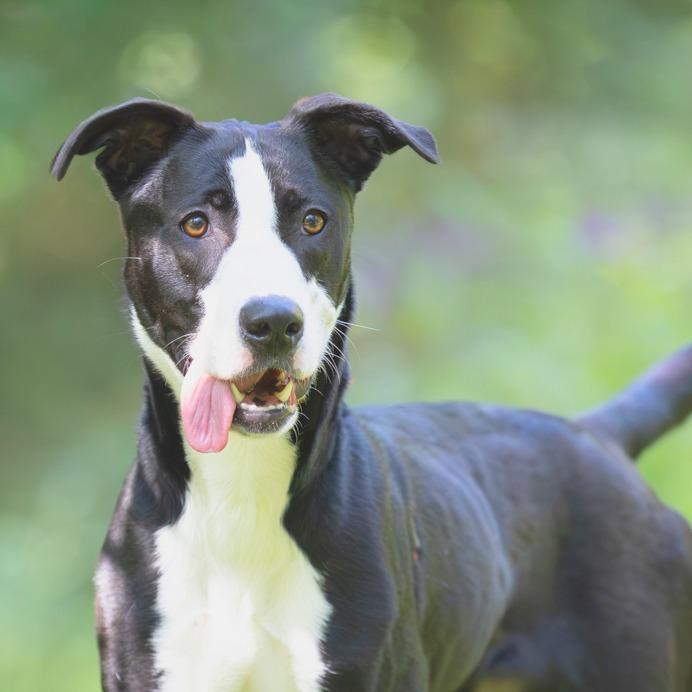 Enlarge Strawberry, a Adoptable mixed breed in Chattanooga, TN image 5/6