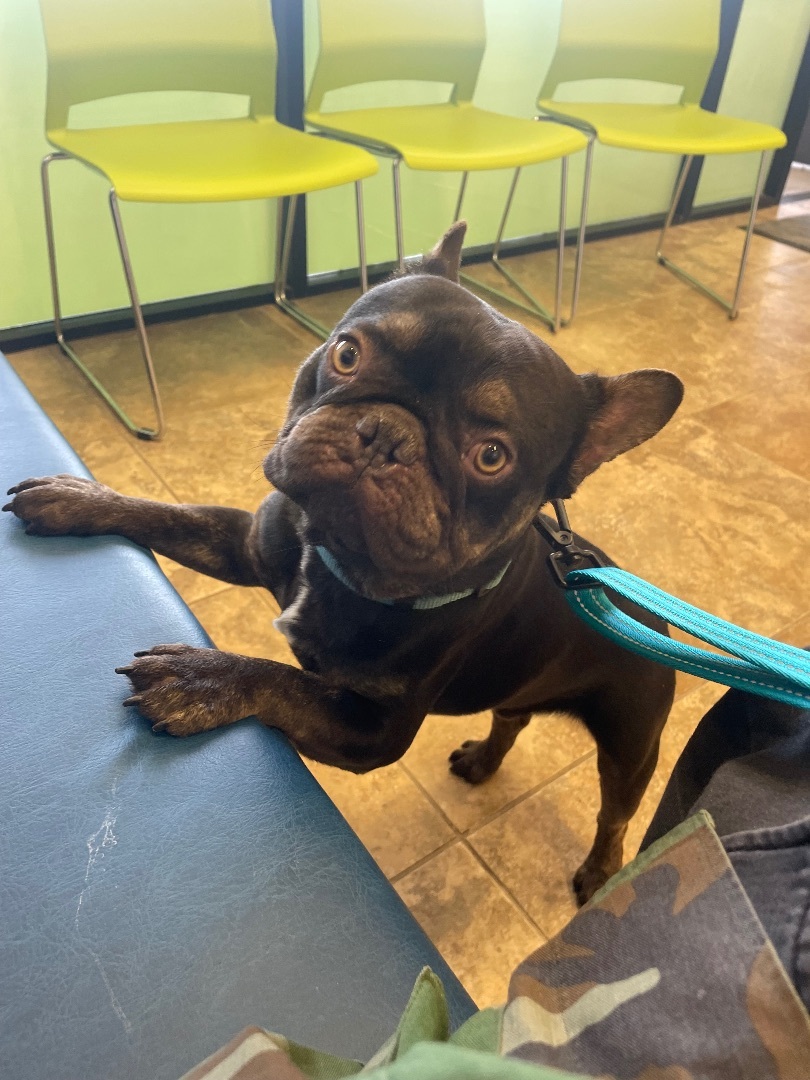 Jackson, Adopted, Young Male French Bulldog.