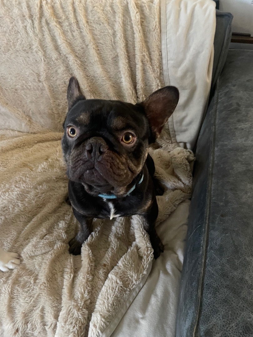 Jackson, a Adopted French Bulldog in Mesa, AZ image 2/3