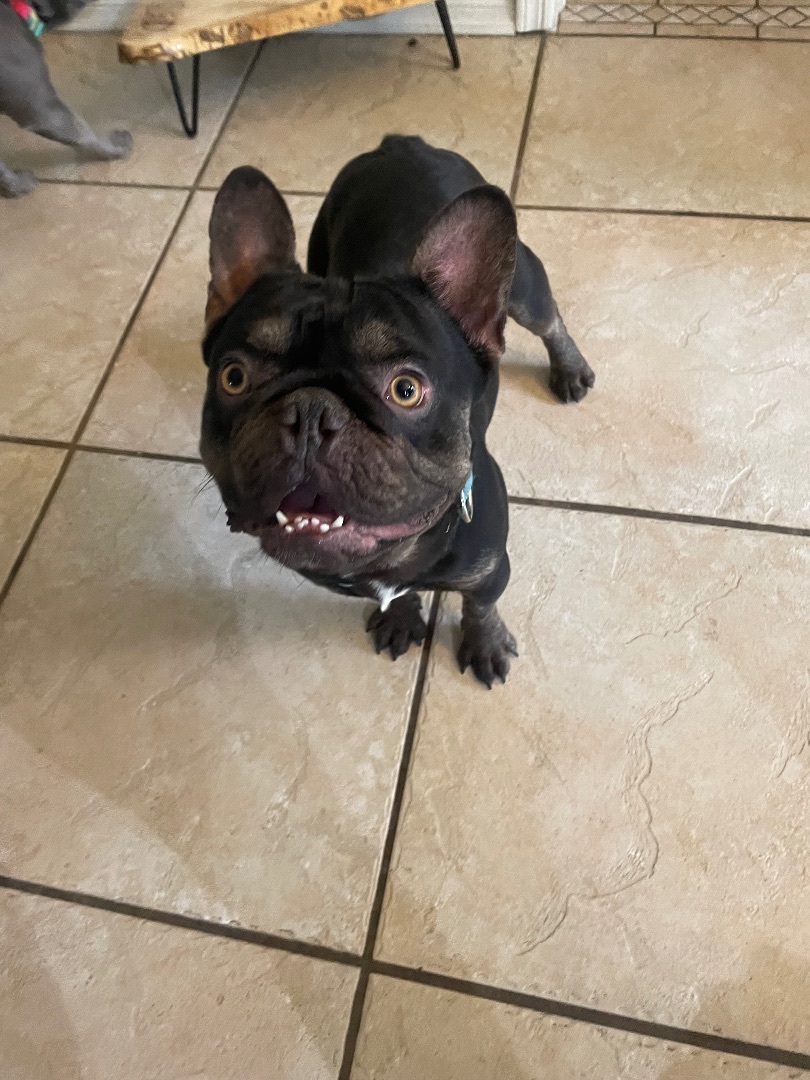 Jackson, a Adopted French Bulldog in Mesa, AZ image 3/3