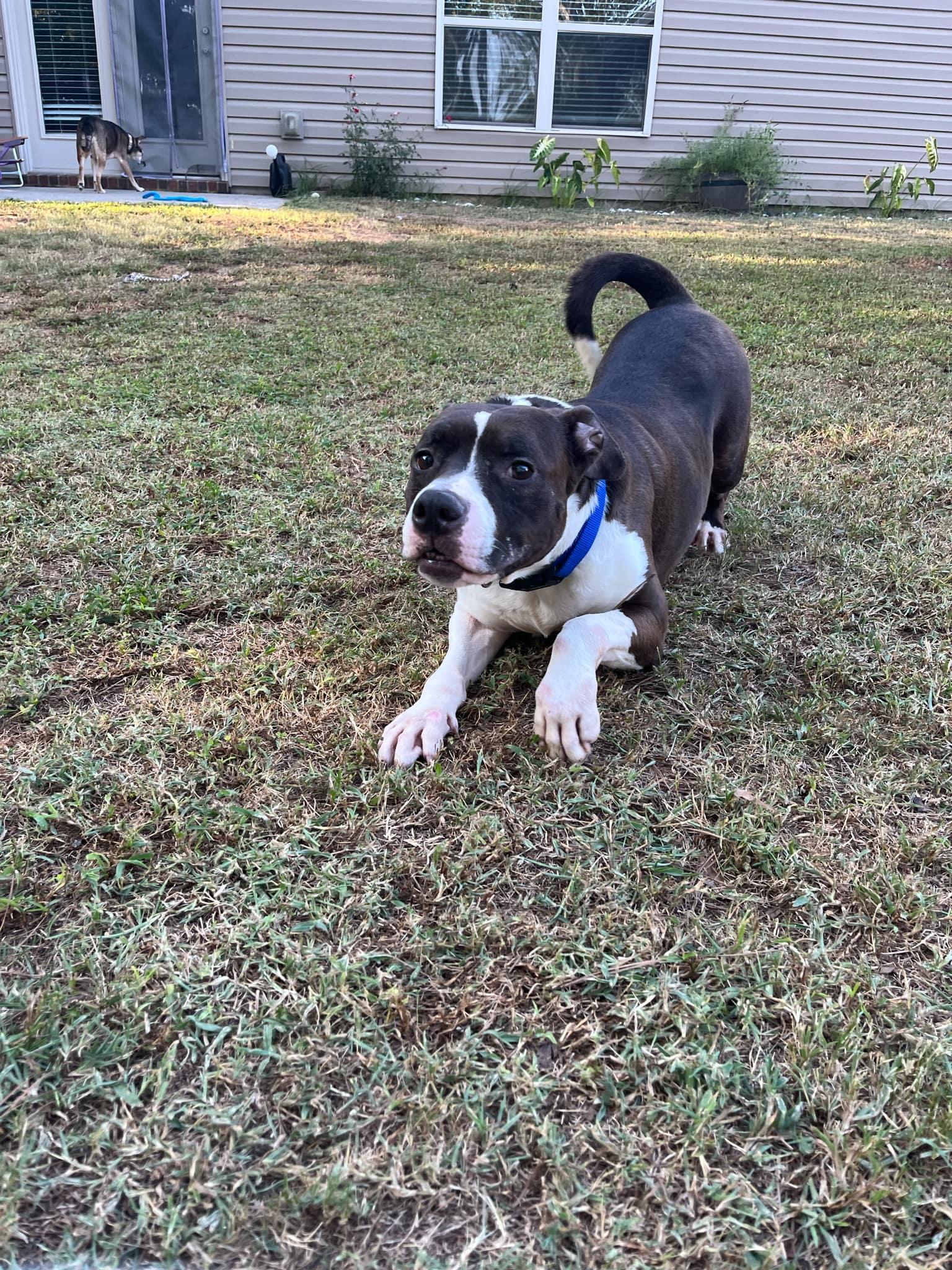 Duke, Adoptable, Adult Male American Staffordshire Terrier & Pit Bull Terrier.