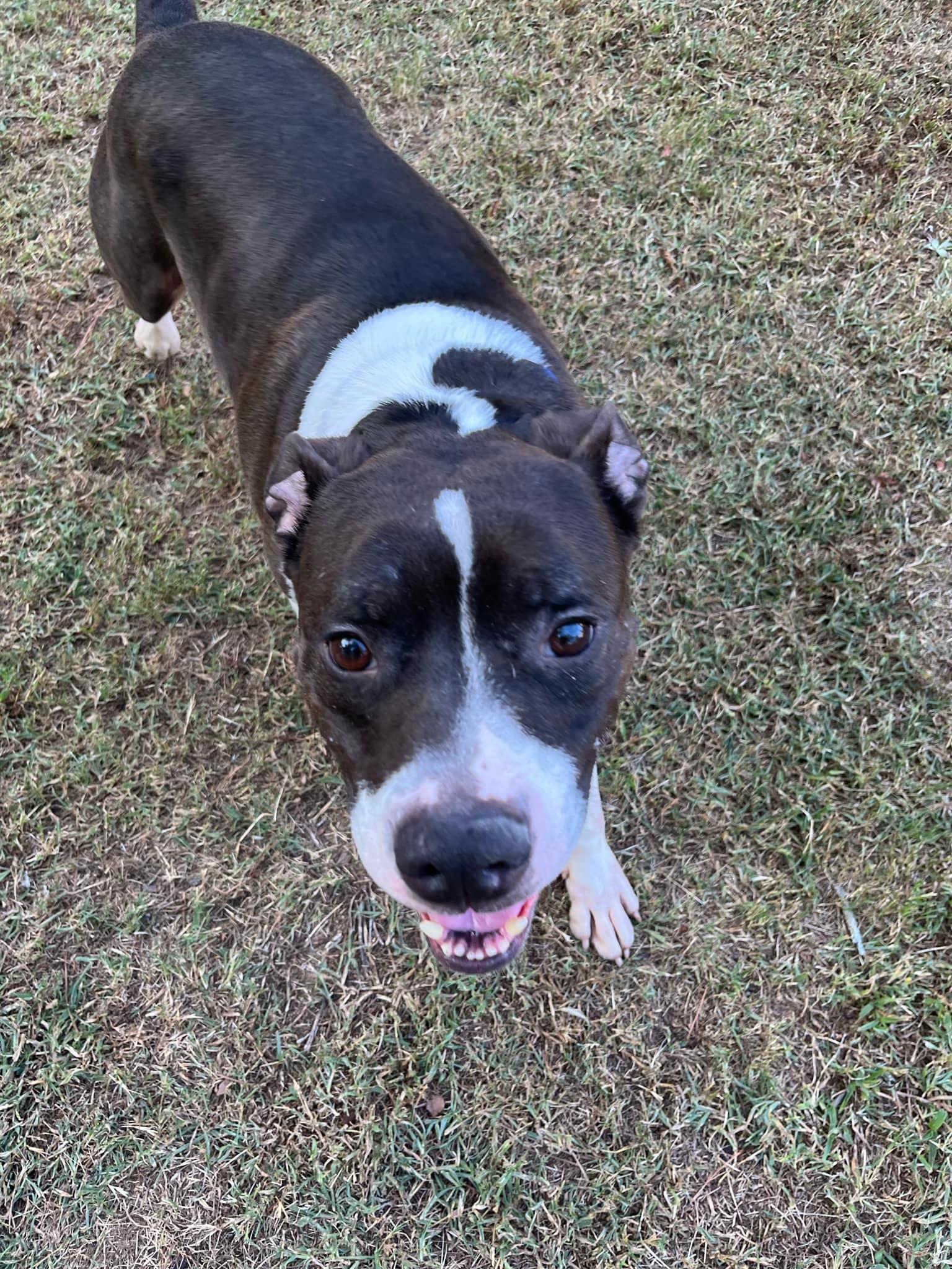 Enlarge Duke, a Adoptable mixed breed in Atlanta, GA image 2/3