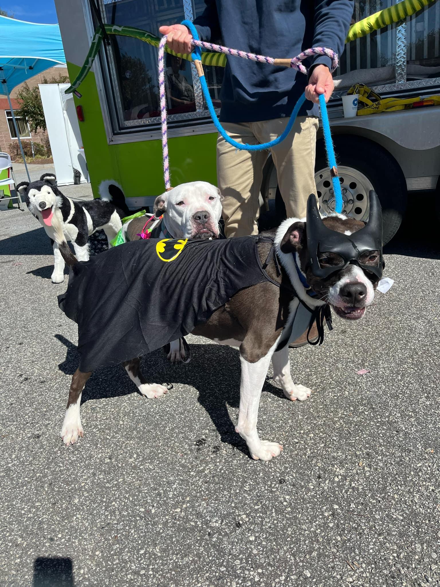 Enlarge Duke, a Adoptable mixed breed in Atlanta, GA image 3/3