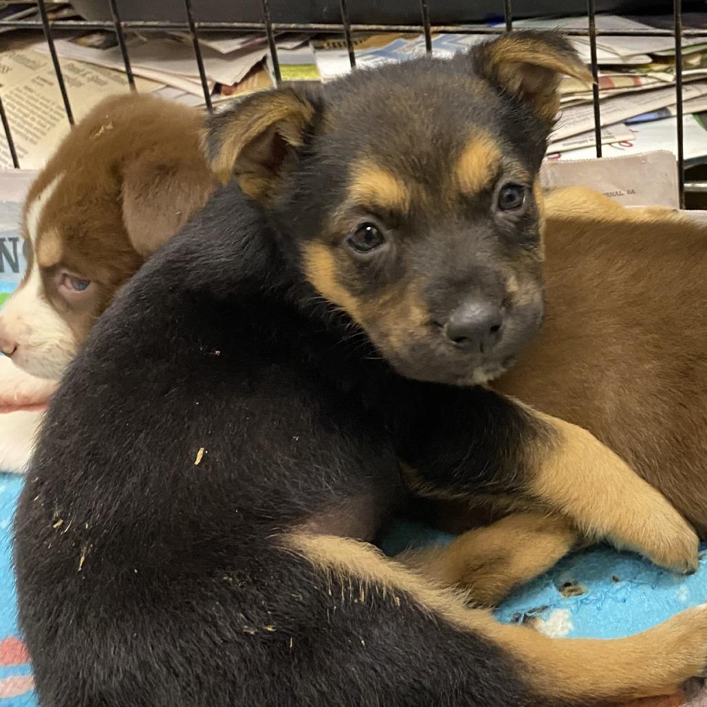 Soy - 102217T, a Adoptable mixed breed in Tupelo, MS image 1/3