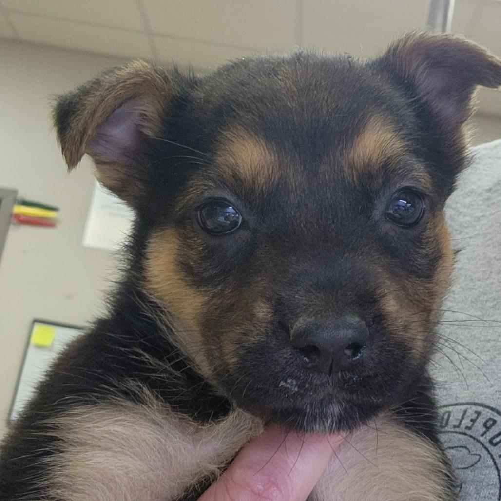 Soy - 102217T, a Adoptable mixed breed in Tupelo, MS image 3/3