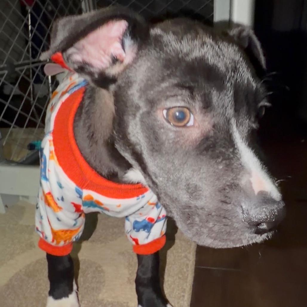 Candy Hearts, Adoptable, Puppy Male Mixed Breed.